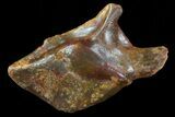Cretaceous Gar Fish Scale - Kem Kem Beds #72691-1